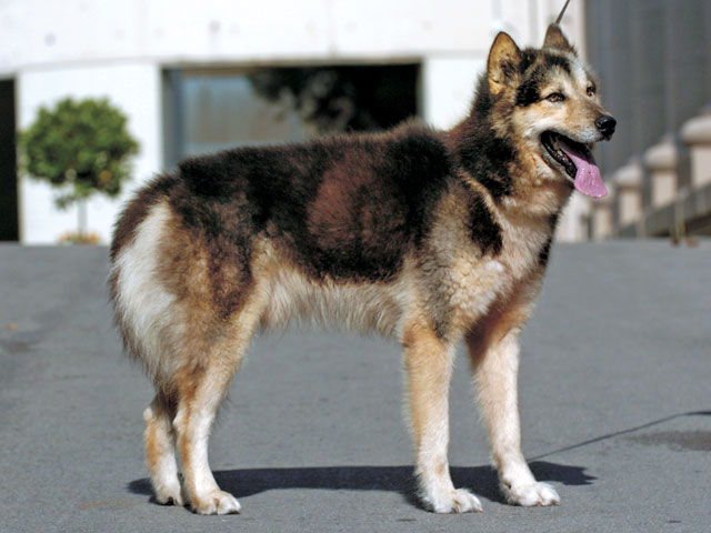 �����Ƒ��Ɍ}����O��